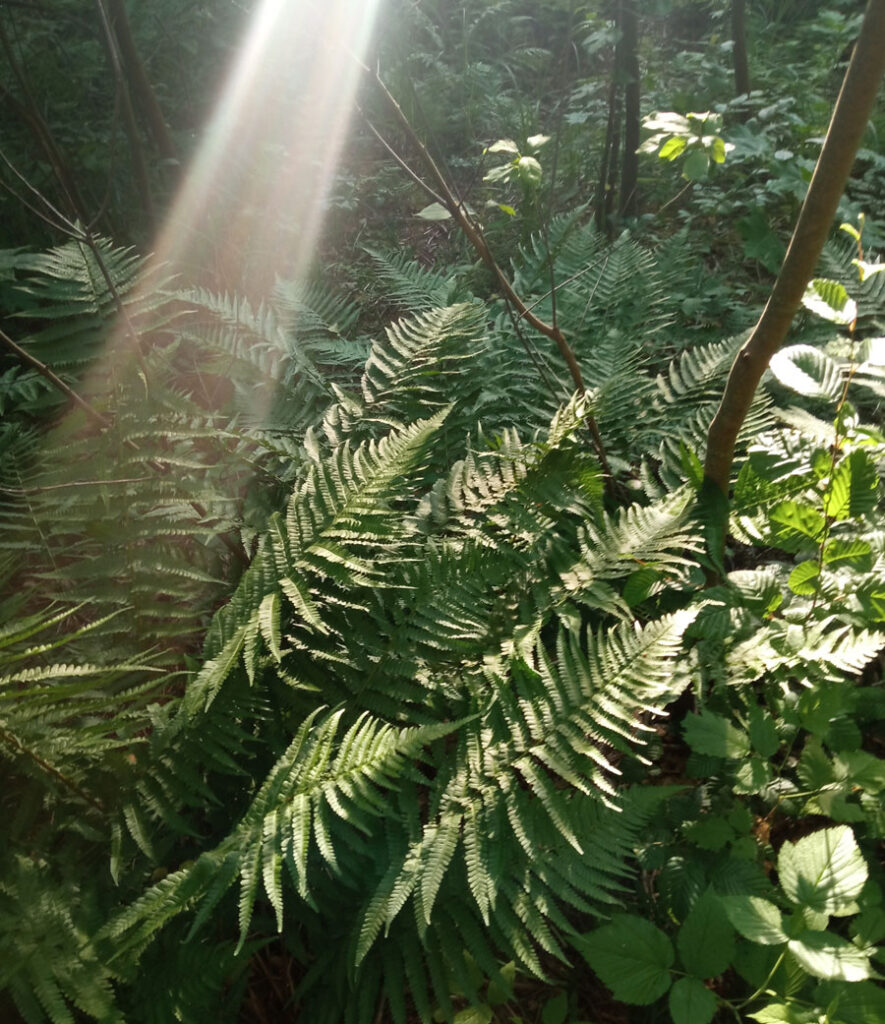 paprocie magiczne paprocie